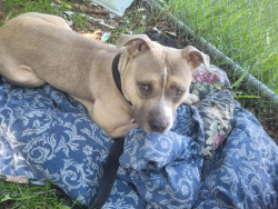 Found/Stray Female Dog last seen 118th ave and 85th street, Edmonton, AB T5B 3W7