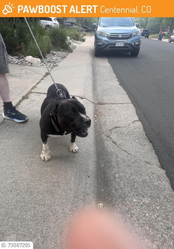 Found/Stray Male Dog last seen Sherman St & Easter Ave, Centennial, CO 80121