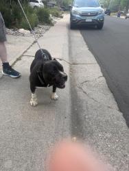Found/Stray Male Dog last seen Sherman St & Easter Ave, Centennial, CO 80121