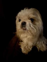 Lost Male Dog last seen County Road 49/ Rosewood Corner Store, Cleburne County, AL 36269