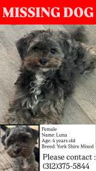 Lost Female Dog last seen Garfield ridge, Chicago, IL 60638