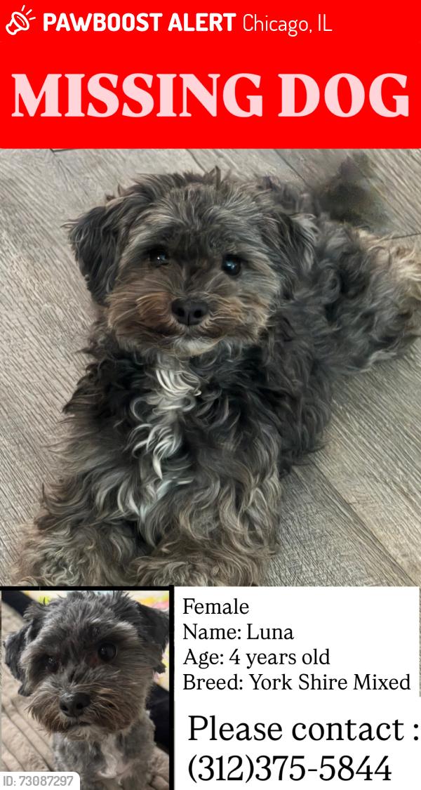 Lost Female Dog last seen Garfield ridge, Chicago, IL 60638