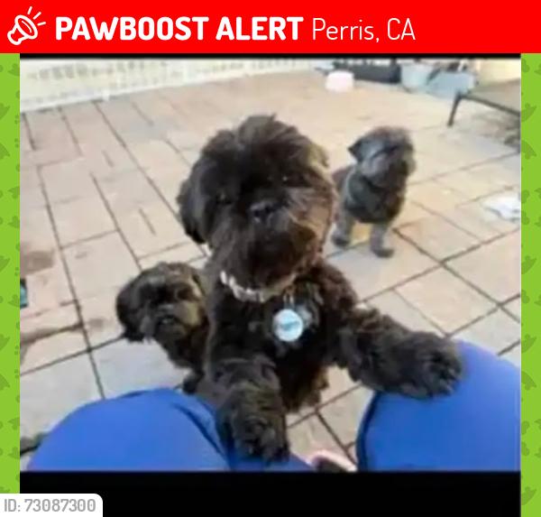 Lost Male Dog last seen Goetz, Perris, CA 92570