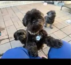 Lost Male Dog last seen Goetz, Perris, CA 92570