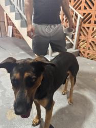 Found/Stray Female Dog last seen Stirling in my Condum, Hollywood, FL 33312