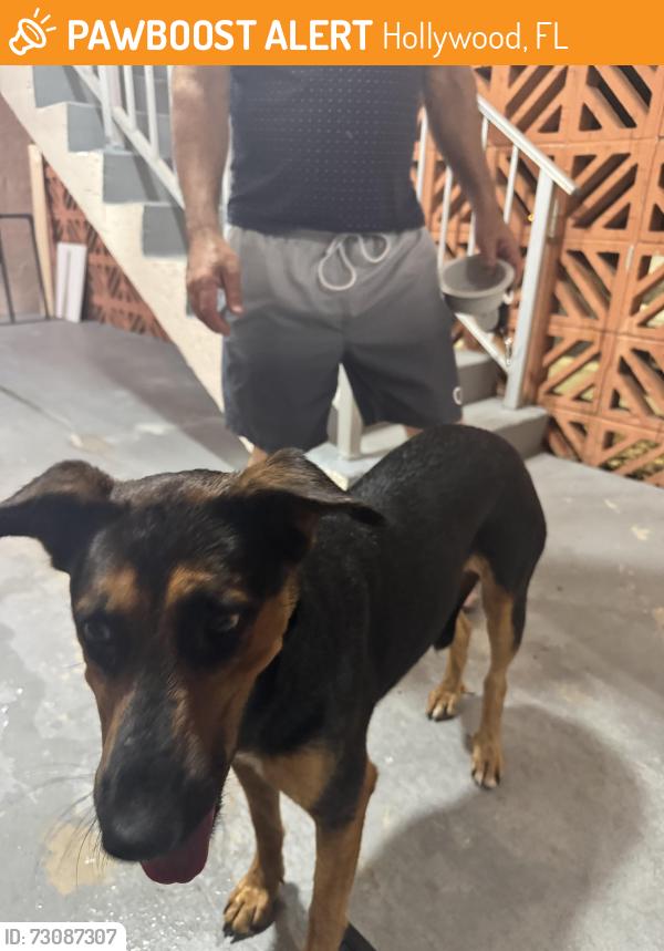 Found/Stray Female Dog last seen Stirling in my Condum, Hollywood, FL 33312