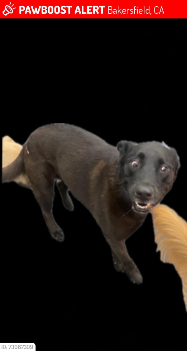 Lost Male Dog last seen Gibson st, Bakersfield, CA 93308