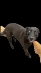 Lost Male Dog last seen Gibson st, Bakersfield, CA 93308