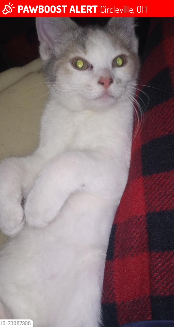 Lost Female Cat last seen Washington Street, Walnut Street, Logan Street, and possibly town, Circleville, OH 43113