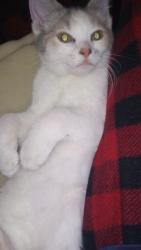 Lost Female Cat last seen Washington Street, Walnut Street, Logan Street, and possibly town, Circleville, OH 43113