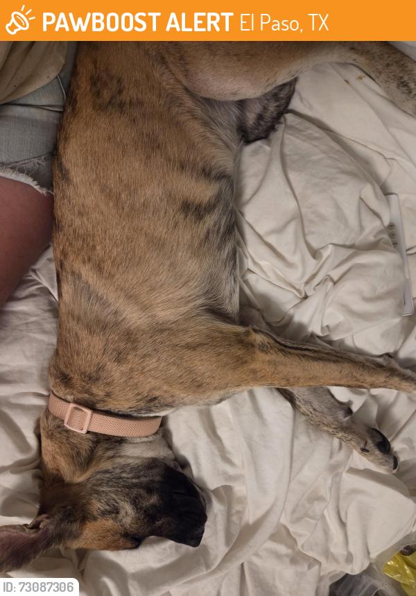Found/Stray Female Dog last seen Copia, El Paso, TX 79930