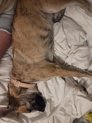 Found/Stray Female Dog last seen Copia, El Paso, TX 79930