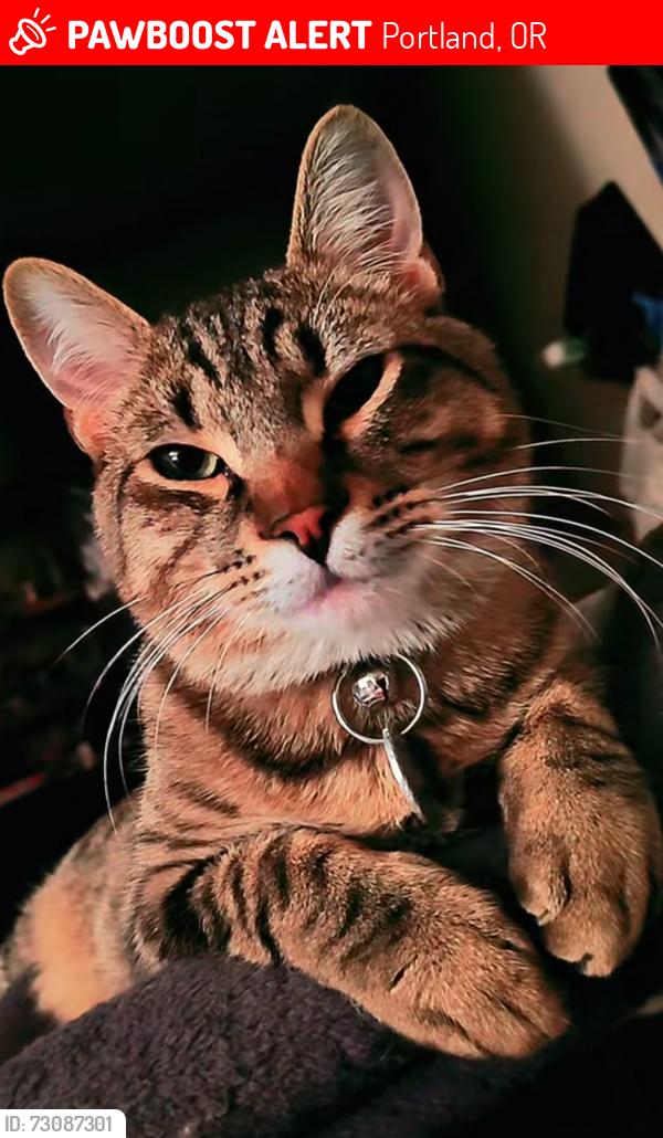 Lost Male Cat last seen Lexington st, Maladen st, Rex st, flavel st, se Henderson st, new hope church, willamete national Cemetery, foster floodplain, Portland, OR 97266