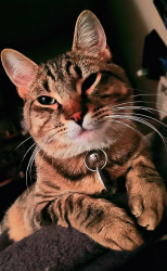 Lost Male Cat last seen Lexington st, Maladen st, Rex st, flavel st, se Henderson st, new hope church, willamete national Cemetery, foster floodplain, Portland, OR 97266