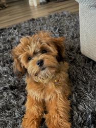 Lost Female Dog last seen vermouth and bloor, Mississauga, ON L5A 3T3