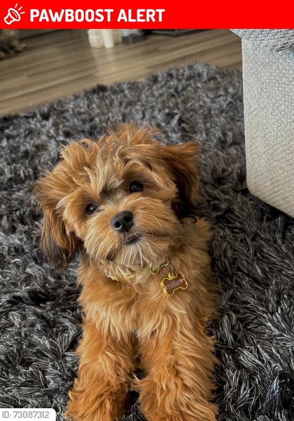 Lost Female Dog last seen vermouth and bloor, Mississauga, ON L5A 3T3