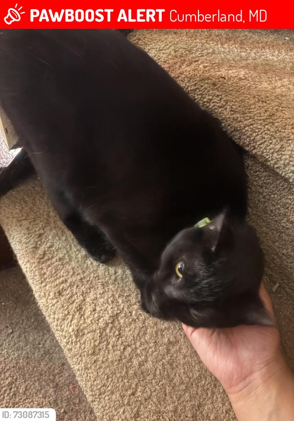 Lost Female Cat last seen Second street and Springdale st, Cumberland, MD 21502