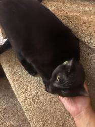 Lost Female Cat last seen Second street and Springdale st, Cumberland, MD 21502