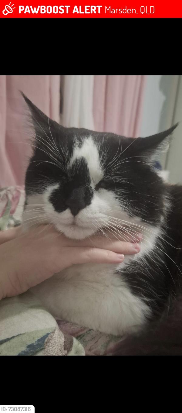 Lost Male Cat last seen Coolmunda Street , Marsden, QLD 4132