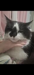 Lost Male Cat last seen Coolmunda Street , Marsden, QLD 4132