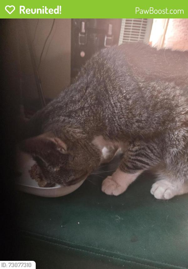 Reunited Male Cat last seen hmstd ave, Maybrook, NY 12543
