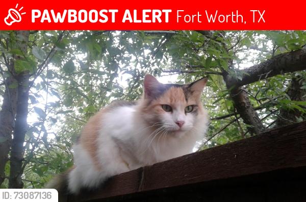Lost Female Cat last seen Wheelock and Wilton Dr, Fort Worth, TX 76133