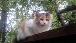 Lost Female Cat last seen Wheelock and Wilton Dr, Fort Worth, TX 76133