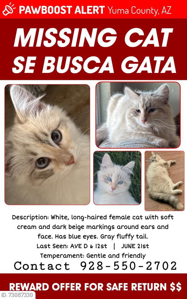 Lost Female Cat last seen Ave D and 12st, Yuma County, AZ 85365