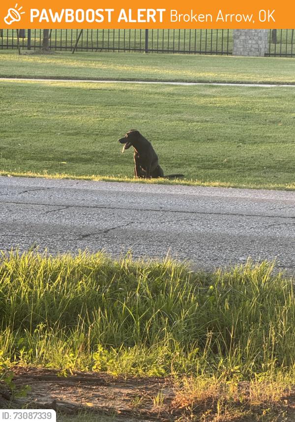 Found/Stray Male Dog last seen Near the road near the greens apmts and 51st and Omaha, Broken Arrow, OK 74012
