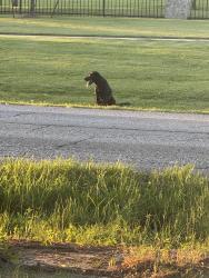 Found/Stray Male Dog last seen Near the road near the greens apmts and 51st and Omaha, Broken Arrow, OK 74012
