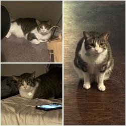 Reunited Female Cat last seen Legacy and Custer, Plano, TX 75023