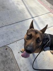 Found/Stray Male Dog last seen 2nd & Grand, Los Angeles, CA 90731
