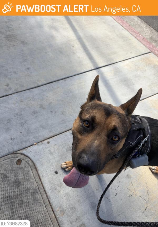 Found/Stray Male Dog last seen 2nd & Grand, Los Angeles, CA 90731