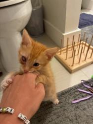 Shelter Stray Male Cat last seen Near Autum circle Stone Mountain, 30088, 30088, GA, 3280 Chamblee Dunwoody Rd, Chamblee, GA 30341, USA