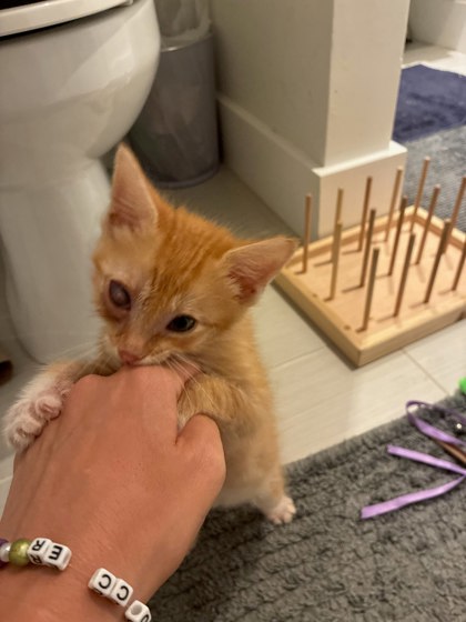 Shelter Stray Male Cat last seen Near Autum circle Stone Mountain, 30088, 30088, GA, 3280 Chamblee Dunwoody Rd, Chamblee, GA 30341, USA