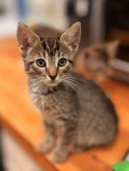 Shelter Stray Female Cat last seen Near Autum circle Stone Mountain, 30088, 30088, GA, 3280 Chamblee Dunwoody Rd, Chamblee, GA 30341, USA