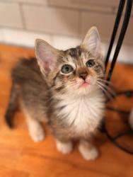 Shelter Stray Female Cat last seen Near Autum circle Stone Mountain, 30088, 30088, GA, 3280 Chamblee Dunwoody Rd, Chamblee, GA 30341, USA