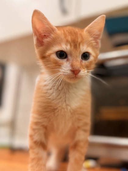 Shelter Stray Male Cat last seen Near Autum circle Stone Mountain, 30088, 30088, GA, 3280 Chamblee Dunwoody Rd, Chamblee, GA 30341, USA
