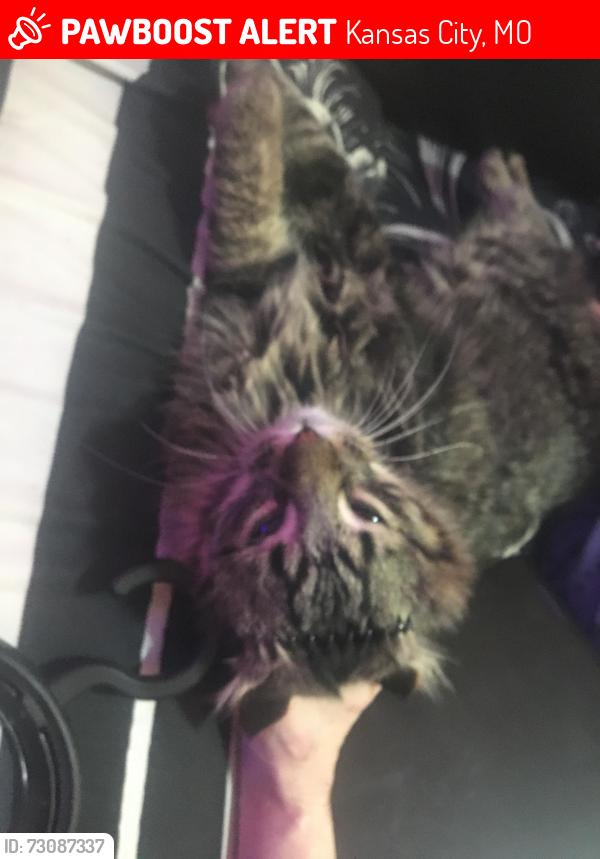 Lost Male Cat last seen 43rd and benton blvd, Kansas City, MO 64130
