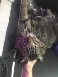 Lost Male Cat last seen 43rd and benton blvd, Kansas City, MO 64130