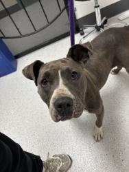 Shelter Stray Female Dog last seen Near lucille st, Oakland, CA, 1101 29th Ave, Oakland, CA 94601, USA