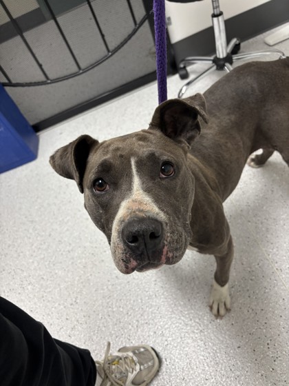 Shelter Stray Female Dog last seen Near lucille st, Oakland, CA, 1101 29th Ave, Oakland, CA 94601, USA