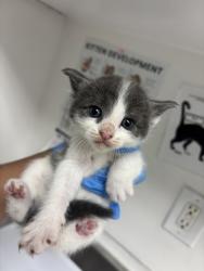 Shelter Stray Male Cat last seen 10508, Oakland, CA, 1101 29th Ave, Oakland, CA 94601, USA