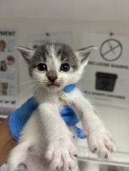Shelter Stray Male Cat last seen 10508, Oakland, CA, 1101 29th Ave, Oakland, CA 94601, USA