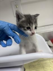 Shelter Stray Female Cat last seen 10508, Oakland, CA, 1101 29th Ave, Oakland, CA 94601, USA