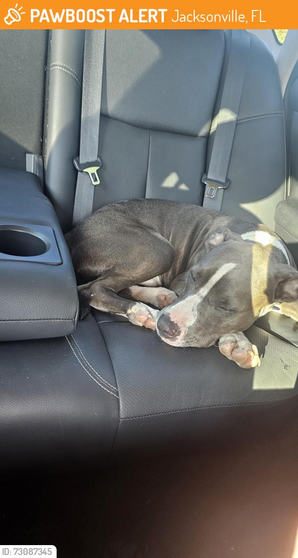 Found/Stray Male Dog last seen Christ's Church River City Campus, Jacksonville, FL 32226