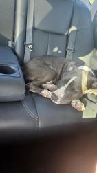 Found/Stray Male Dog last seen Christ's Church River City Campus, Jacksonville, FL 32226