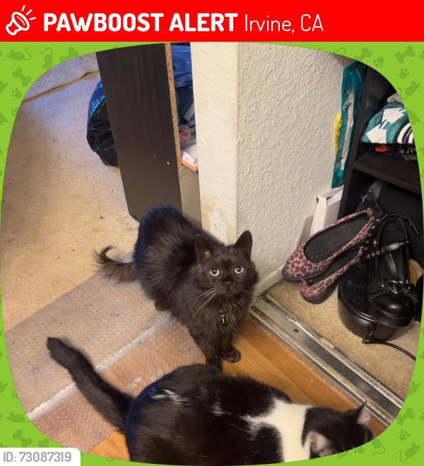 Lost Male Cat last seen Across from university town center, Irvine, CA 92612