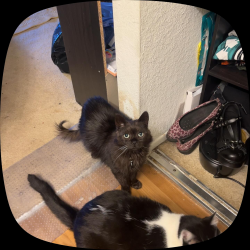 Lost Male Cat last seen Across from university town center, Irvine, CA 92612