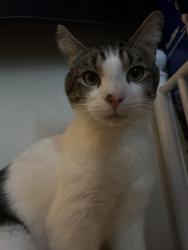 Lost Male Cat last seen cascade circle, Fairfield, CA 94533